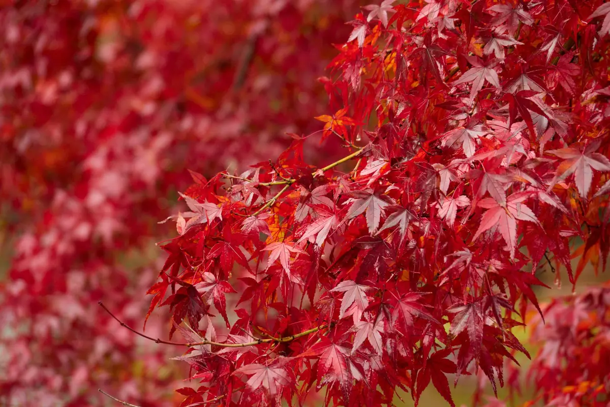 Red maple leaves in autumn in Arashiyama