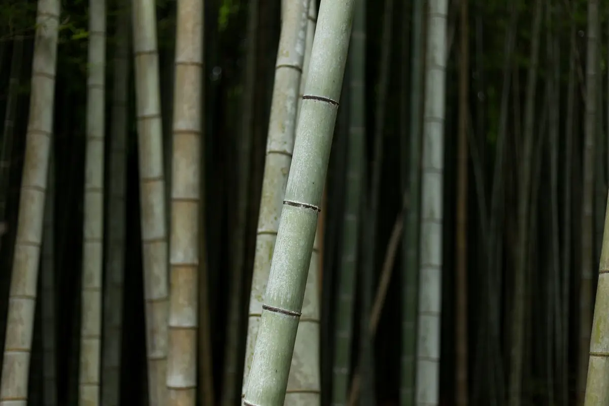 Dense bamboo in the Arashiyama forest