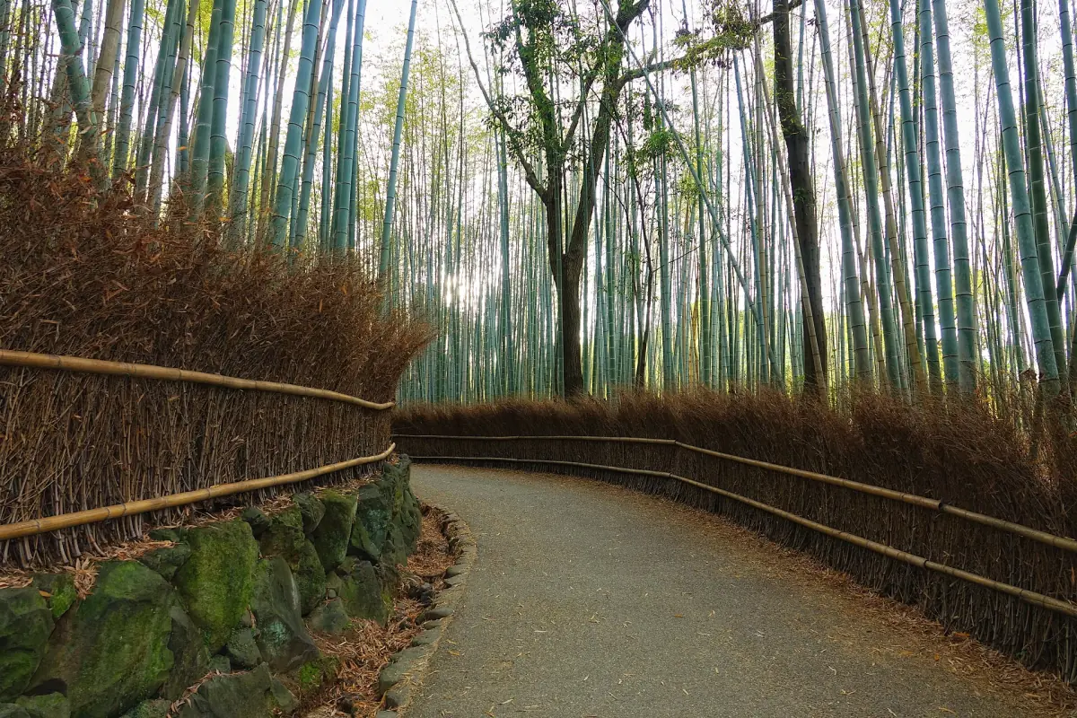 The bamboo grove trail in soft evening light
