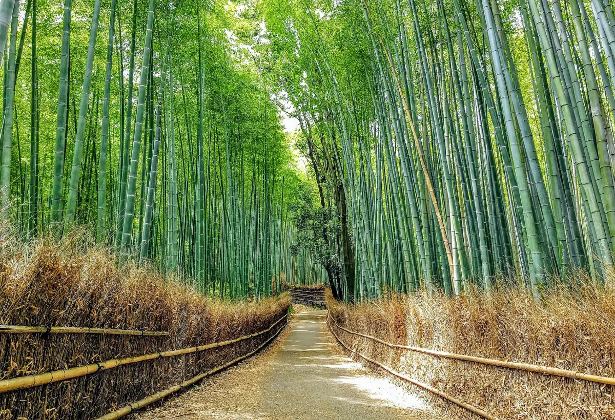 The path through the Arashiyama bamboo grove