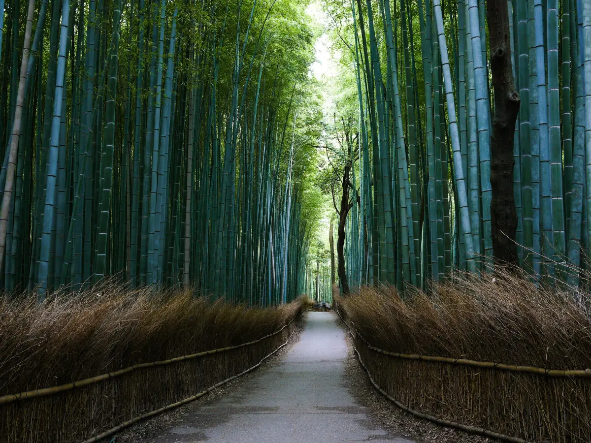 A quiet stretch of the bamboo path
