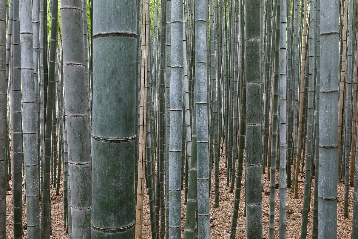 Tall bamboo stems in Arashiyama