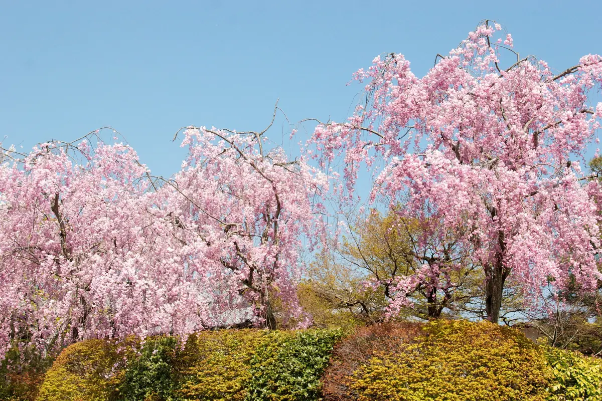 Cherry blossom in Arashiyama