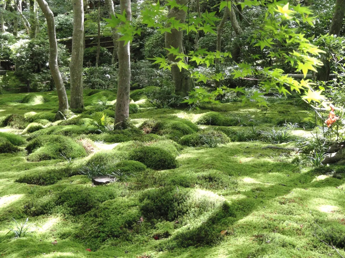 The moss garden of Giō-ji