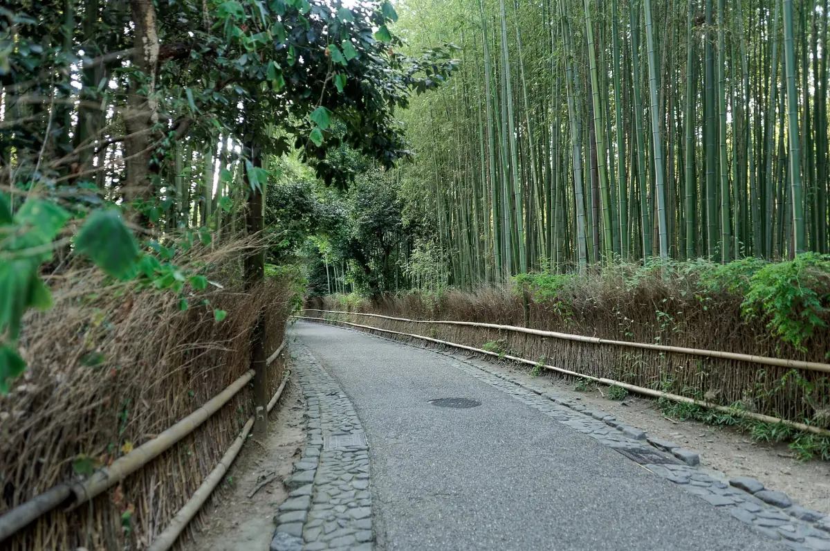 The Sagano bamboo path with brushwood fences